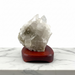 Kindred Crystal Collective - A natural clear quartz crystal cluster mounted on a polished reddish-brown wooden display stand, photographed on a white marble surface against a white studio background.