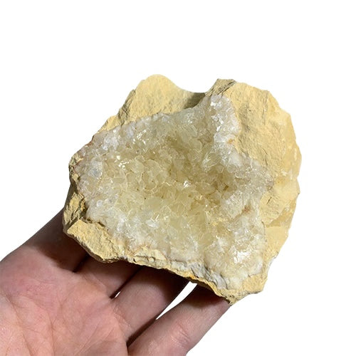 Kindred Crystal Collective — Golden Calcite Cluster, hand-held natural Golden Calcite cluster showing amber-yellow host rock matrix and granular cream-white druzy crystal formation, size reference