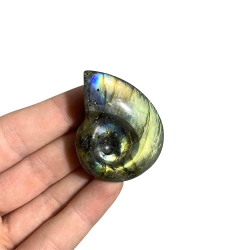 Labradorite Ammonite