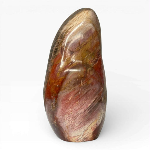 Petrified Wood Polished Freeform