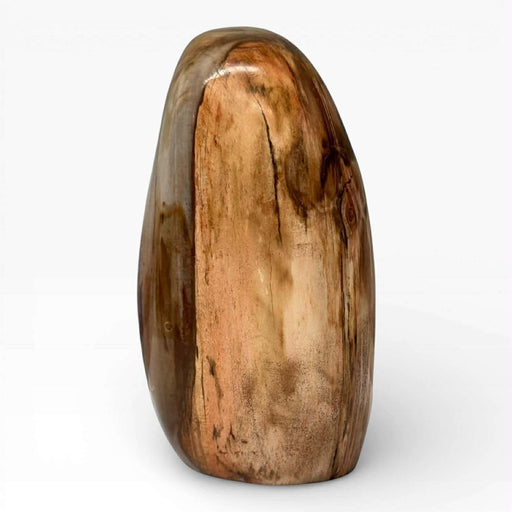Petrified Wood Polished Freeform