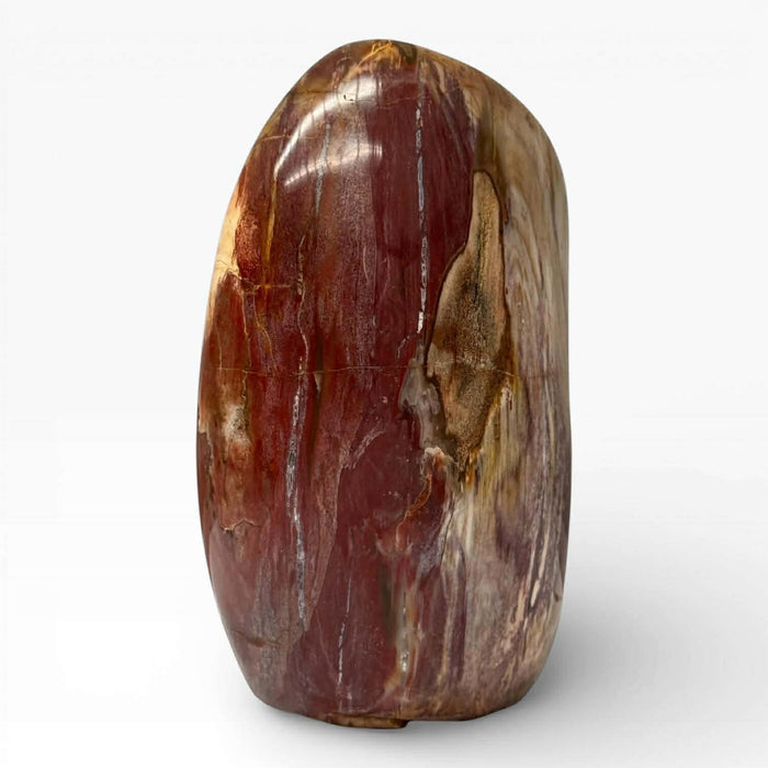 Petrified Wood Polished Freeform