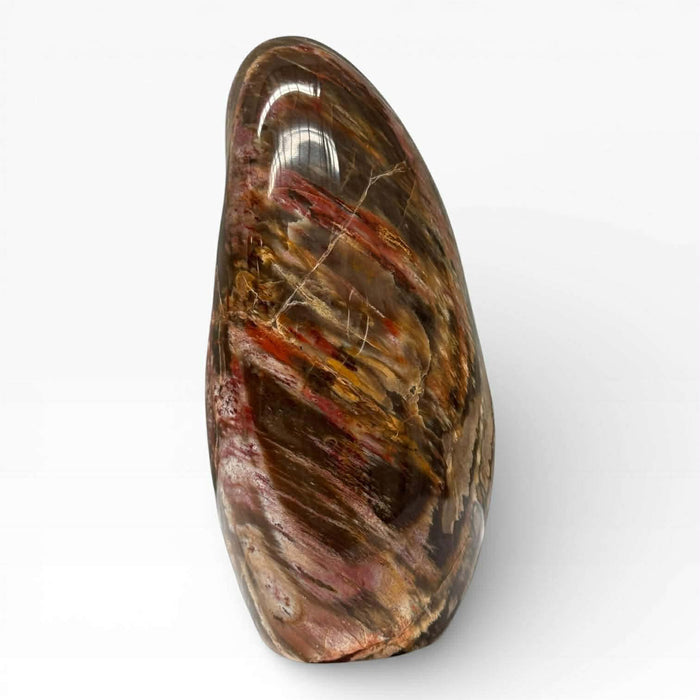 Petrified Wood Polished Freeform