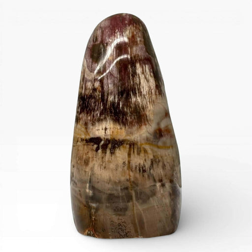 Petrified Wood Polished Freeform