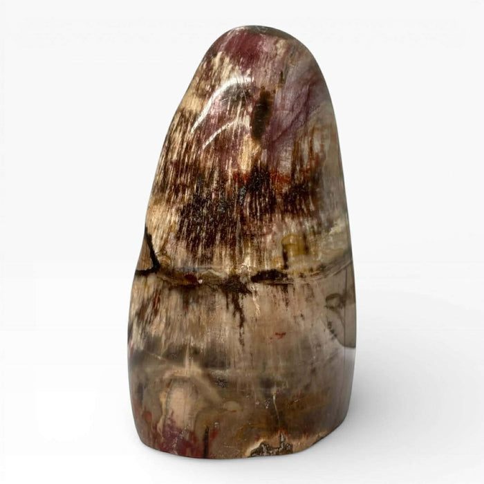 Petrified Wood Polished Freeform