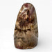 Petrified Wood Polished Freeform
