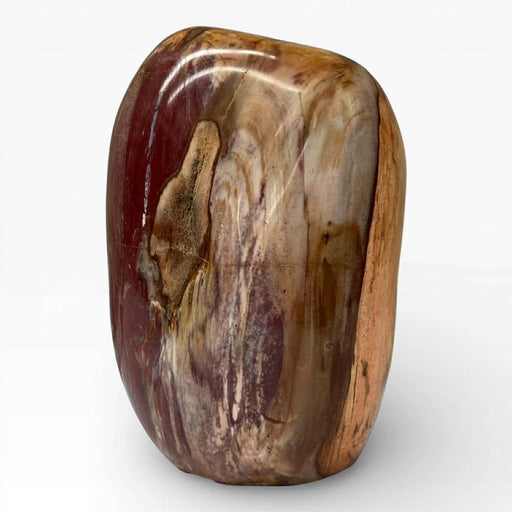 Petrified Wood Polished Freeform