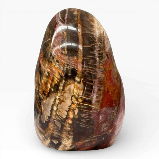 Petrified Wood Polished Freeform