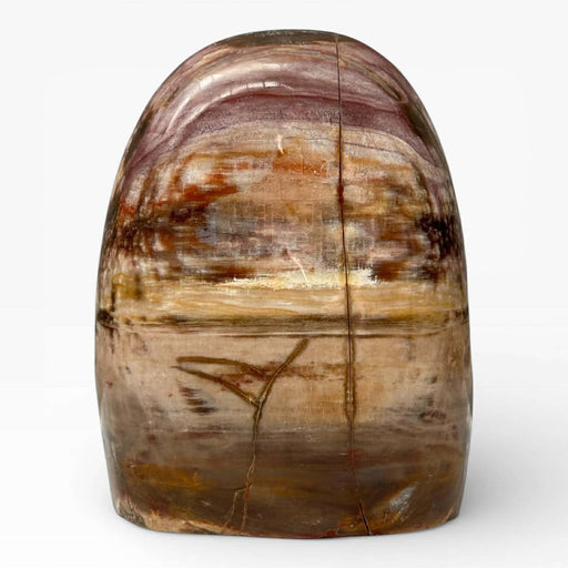 Petrified Wood Polished Freeform