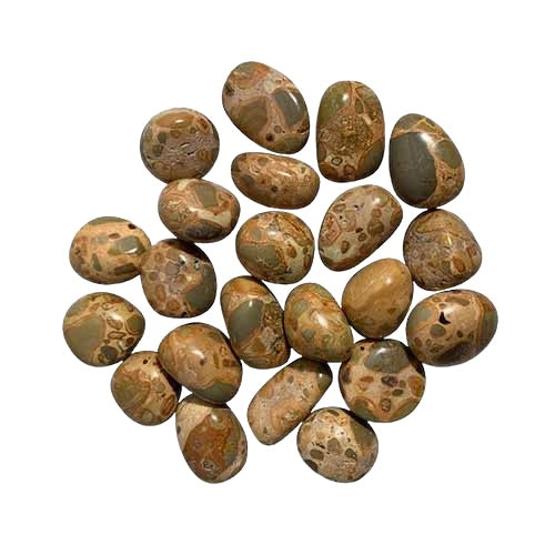 Kindred Crystal Collective — Leopard Skin Jasper Tumbled 2–2.5cm, cream tan and brown spotted leopard skin jasper tumbled stone on white background
