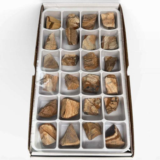 Kindred Crystal Collective — Picture Jasper Rough Boxed, 24 raw picture jasper rough pieces with sandy-brown landscape banding in individual compartment retail display box, top view