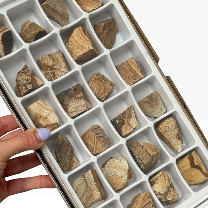Kindred Crystal Collective — Picture Jasper Rough Boxed, 24 raw picture jasper rough pieces in retail display box, size reference held in hand showing warm brown banding detail