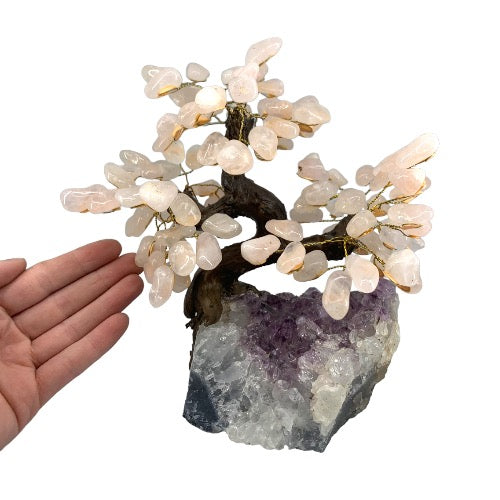 313333008_447920447420516_8489995576158315835_n