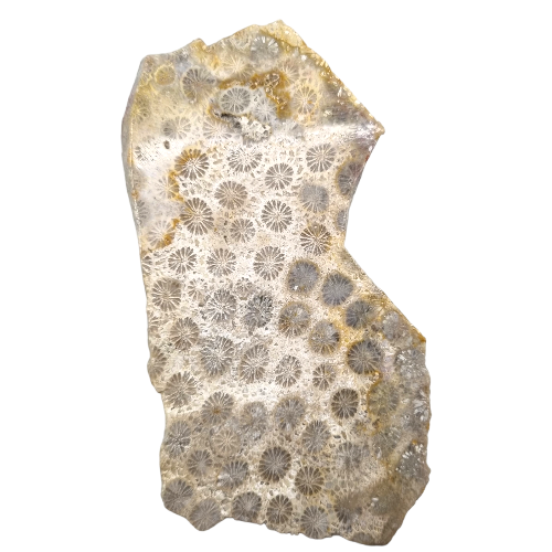 Coral Jasper Slab