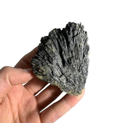 Kindred Crystal Collective — Black Kyanite Feather, raw black kyanite fan specimen with radiating blade-like crystals in feather formation, size reference held in open palm