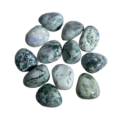 Kindred Crystal Collective — Tree Agate Tumbled 2.5–3cm, eleven polished opaque white and pale grey chalcedony stones with deep forest green dendritic branching patterns on white background